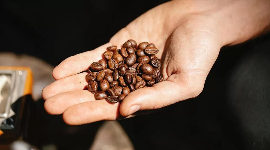 roasted beans in palm of hand